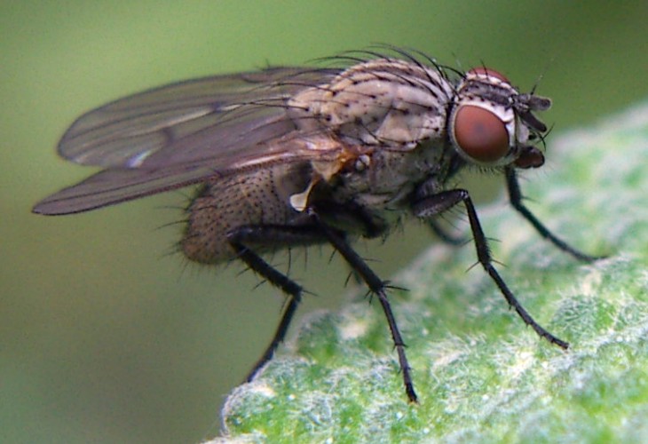 Anthomyia liturata F (Antomyiidae)